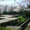 桃山公園の桜