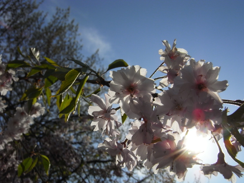 20090412_11