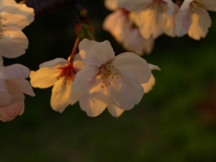 夕焼けさくら