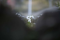 _DSC1113