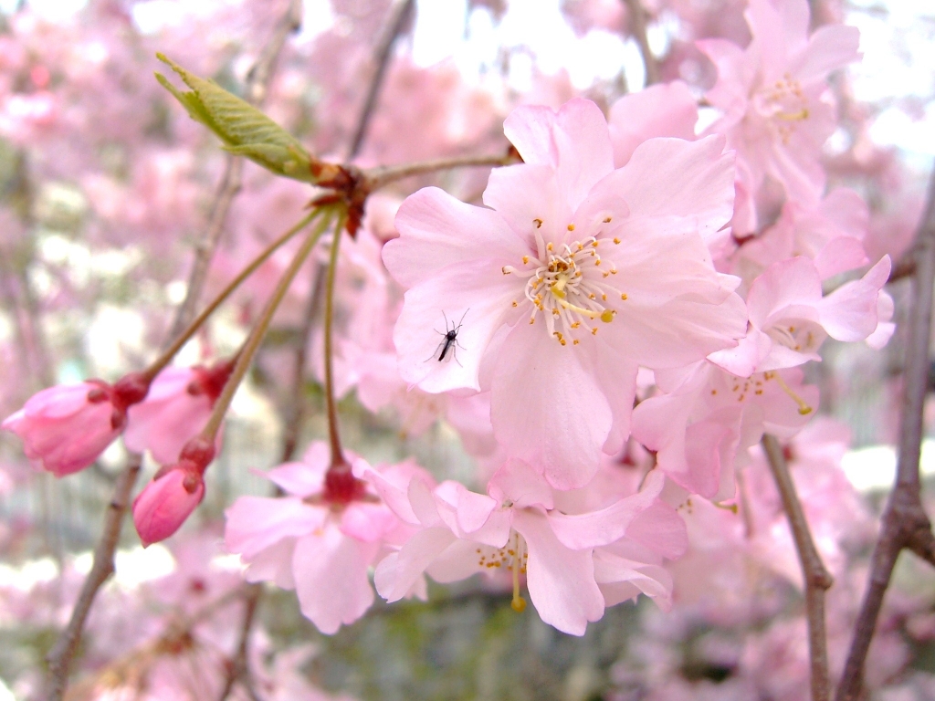 枝垂桜