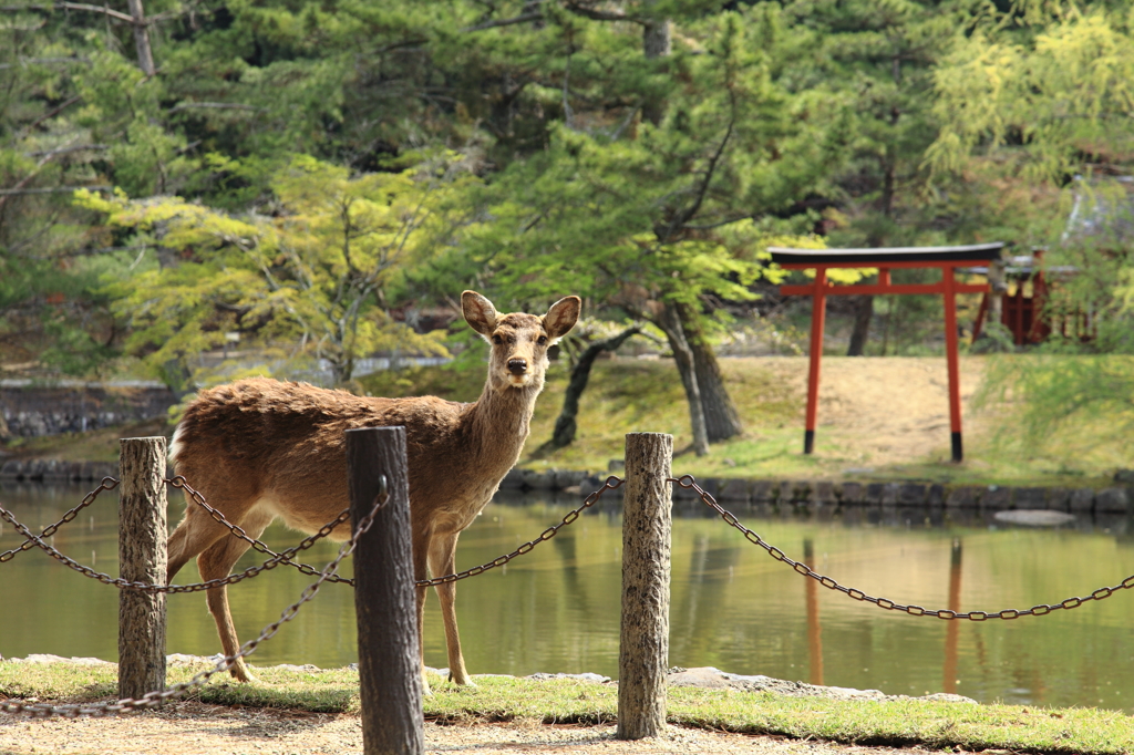 神の使い