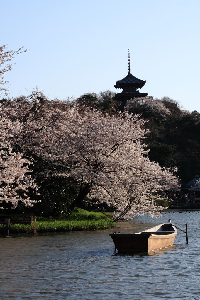 桜と和船