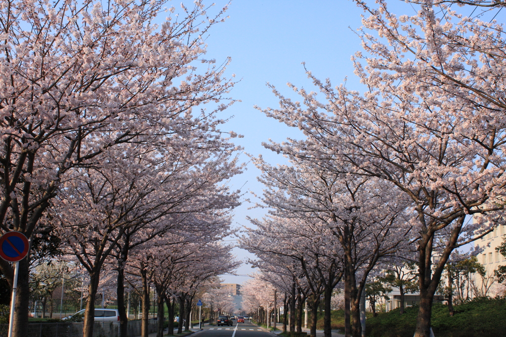 桜並木