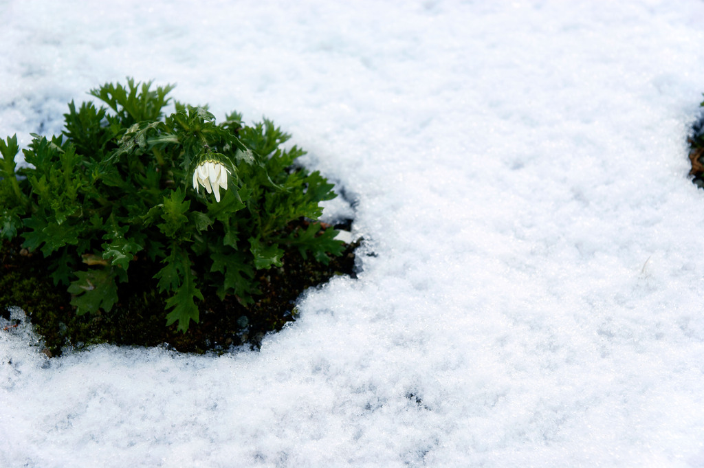 雪と花