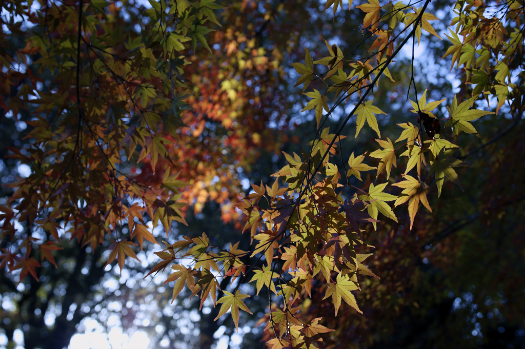 紅葉_午後の陽射し