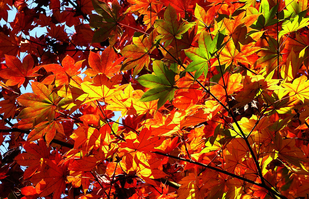紅葉