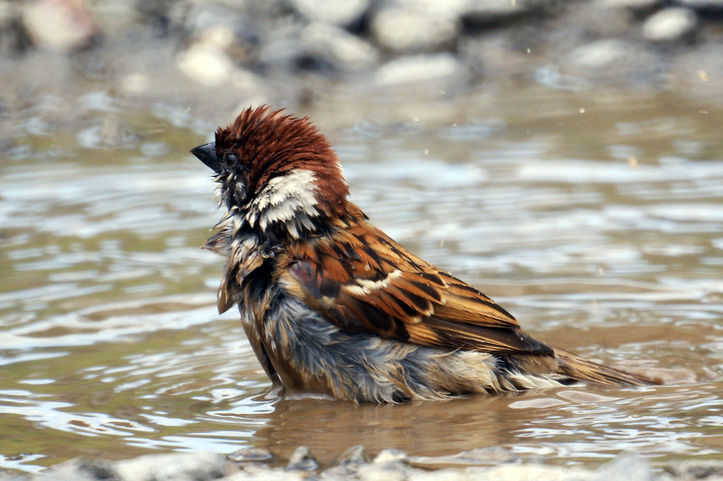 水浴び過ぎ