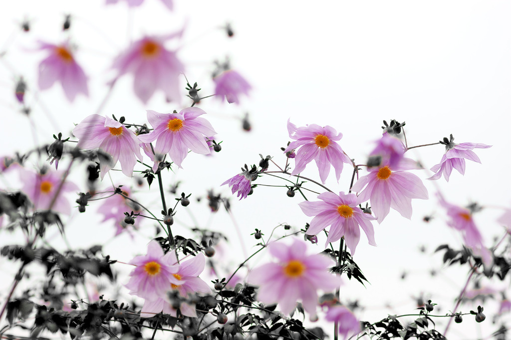 Tree Dhalia