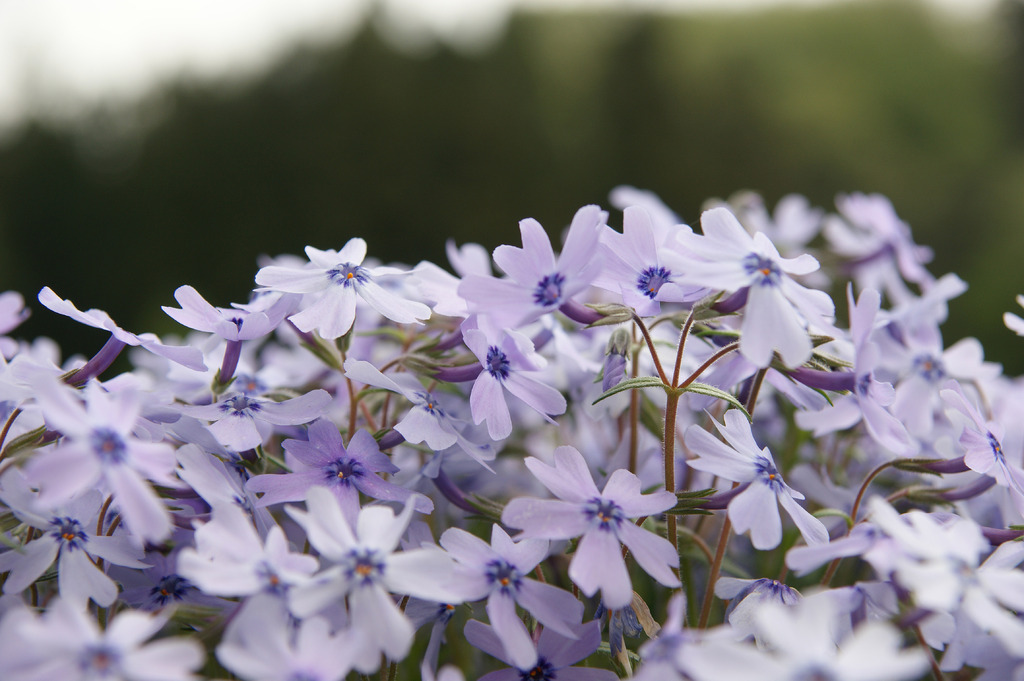 芝桜