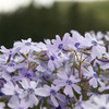 芝桜