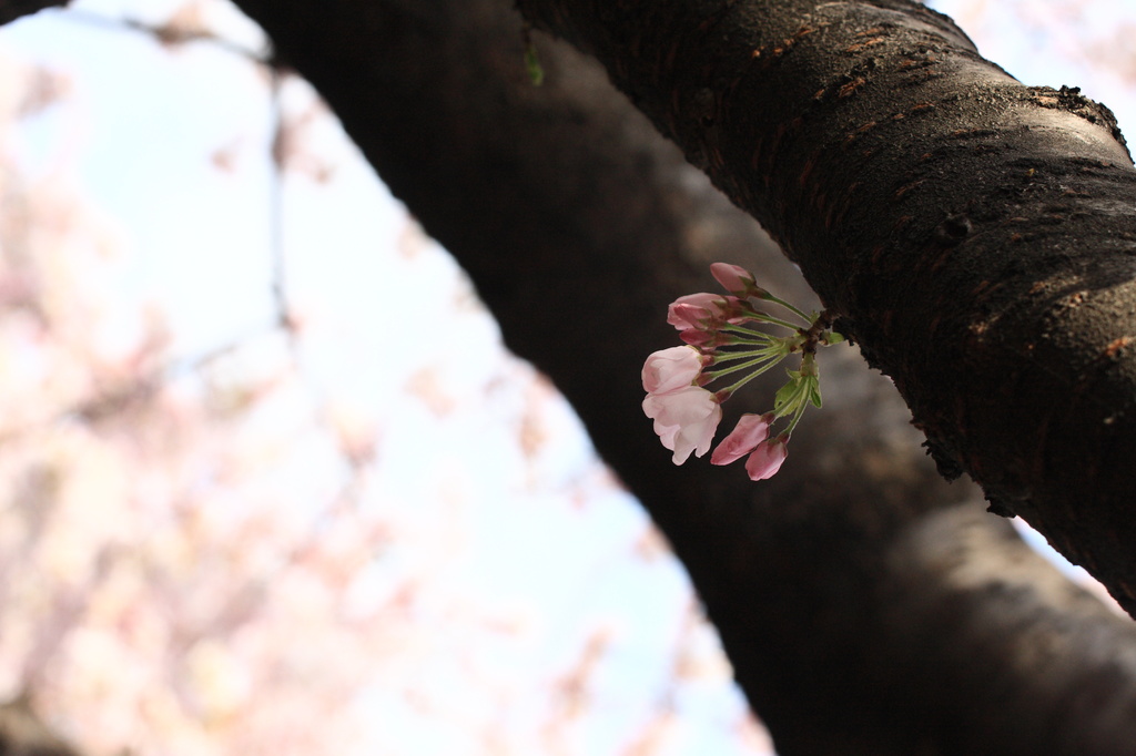 sakura07