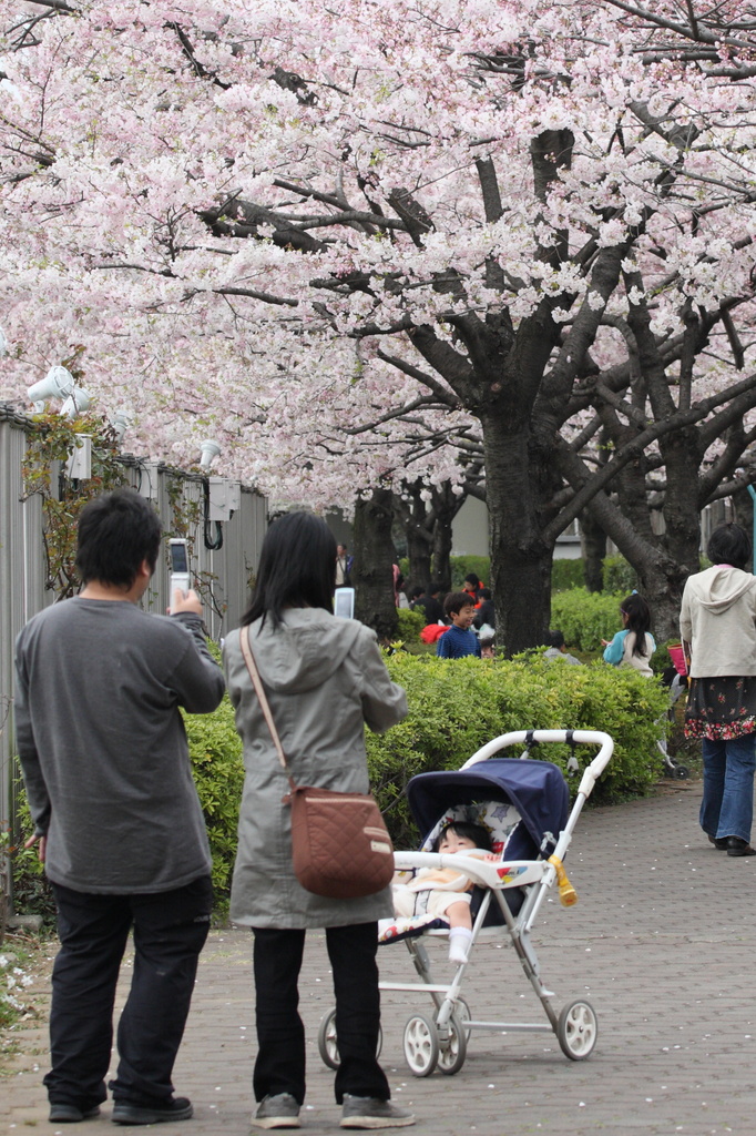 はじめてのお花見