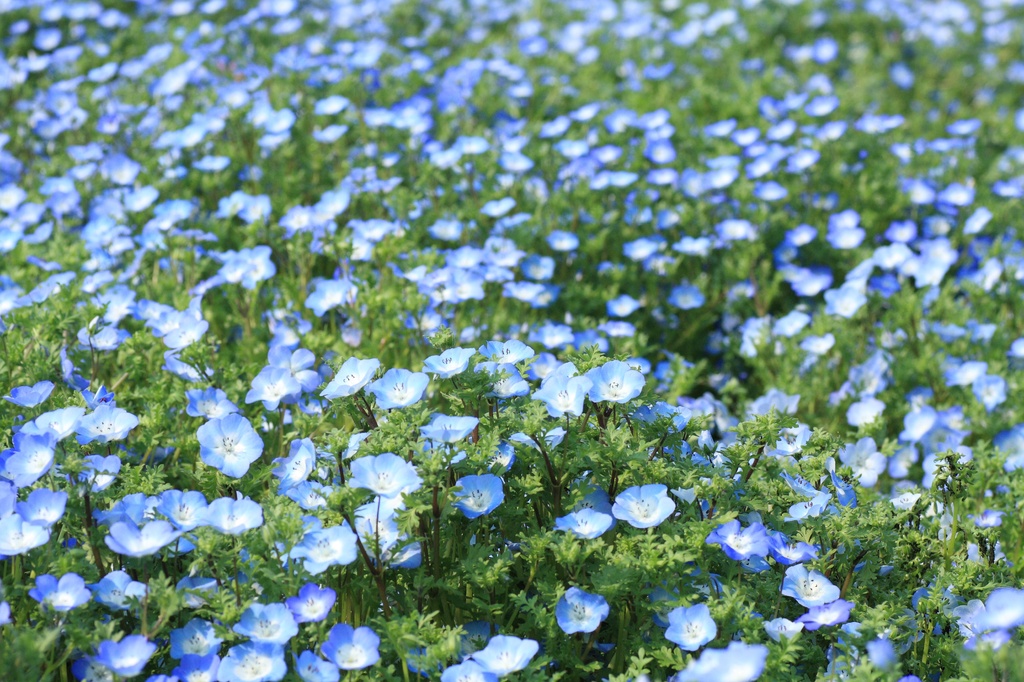 淡蒼のベッド　