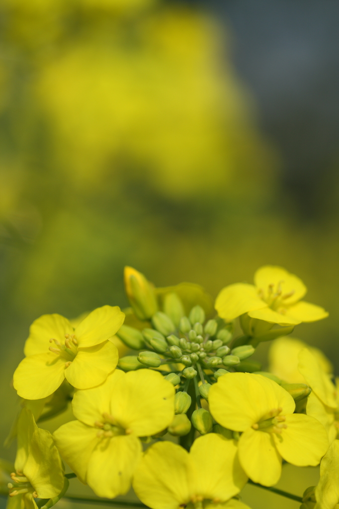 菜の花？