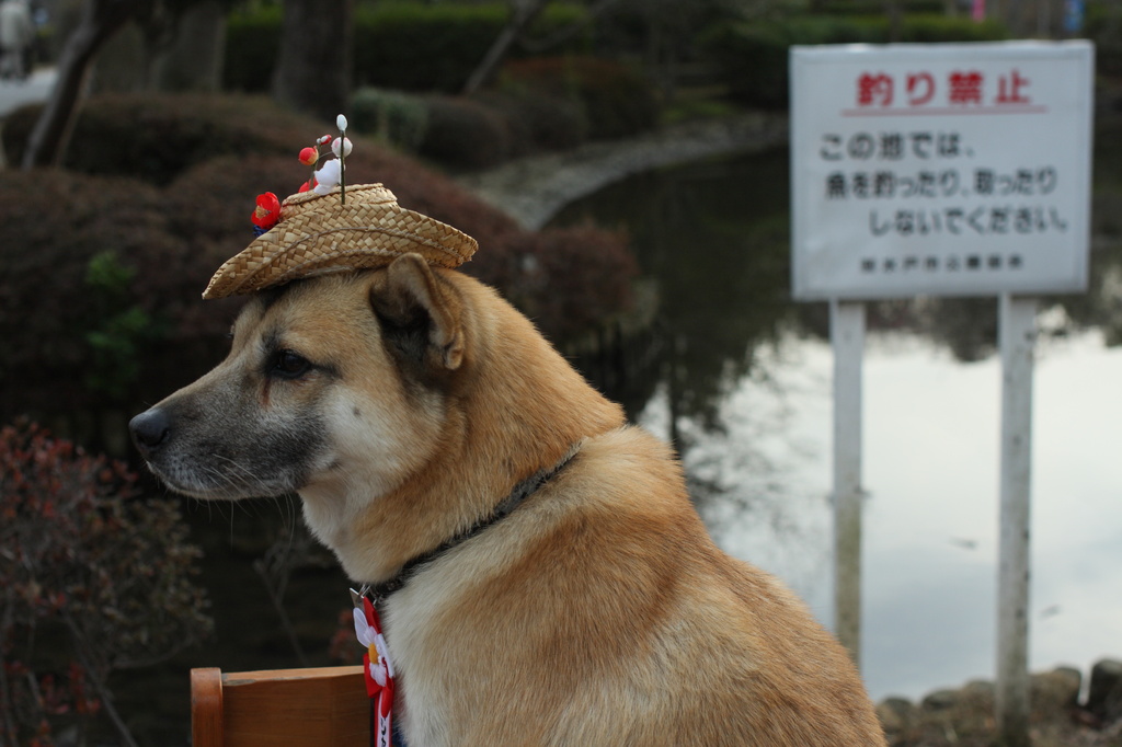 なんとも哀れな帽子犬