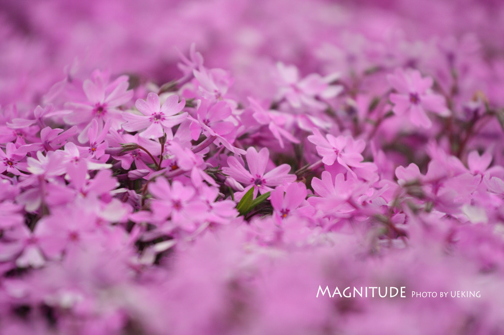 芝桜