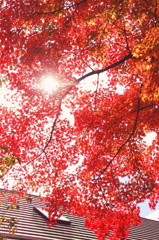 紅が下りる