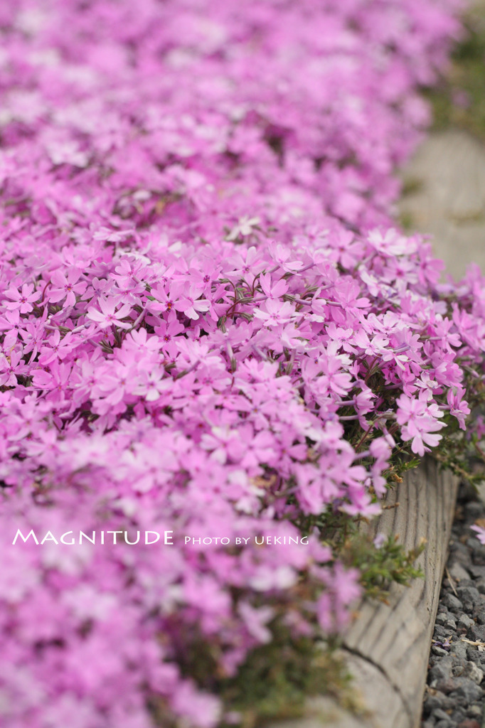 芝桜2