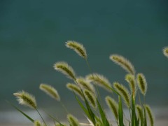 海岸で風を感じて