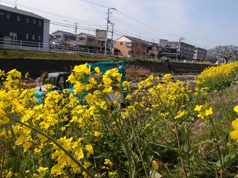 菜の花とショベルカー