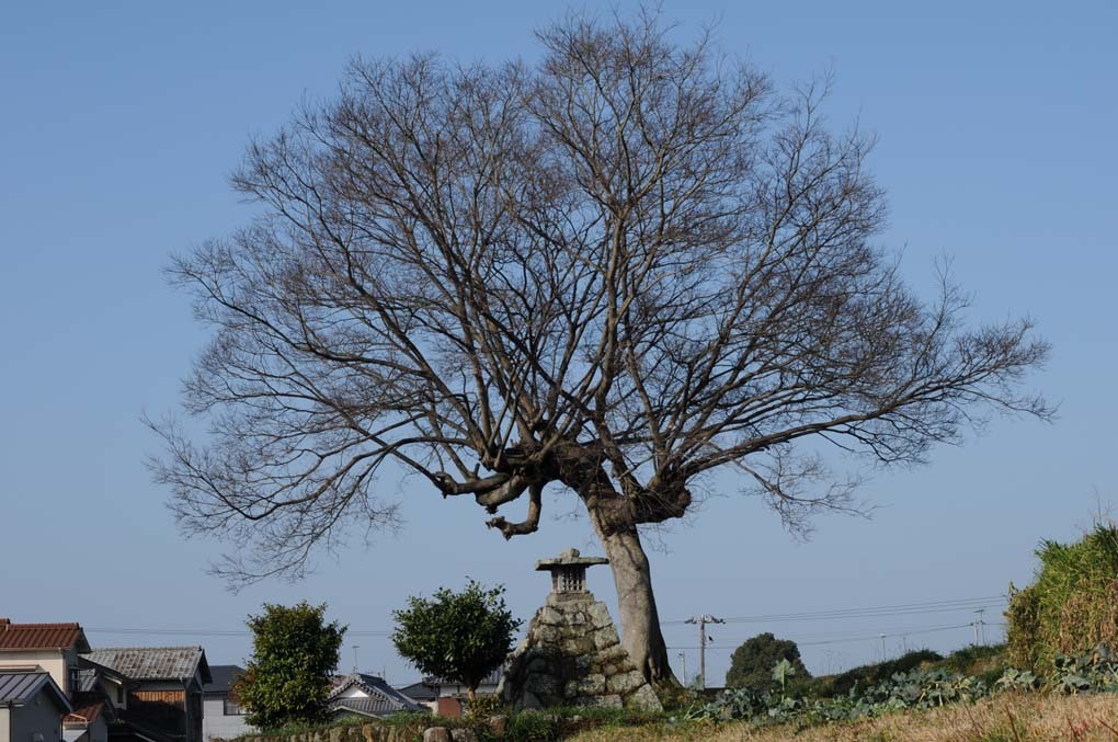 一本桜