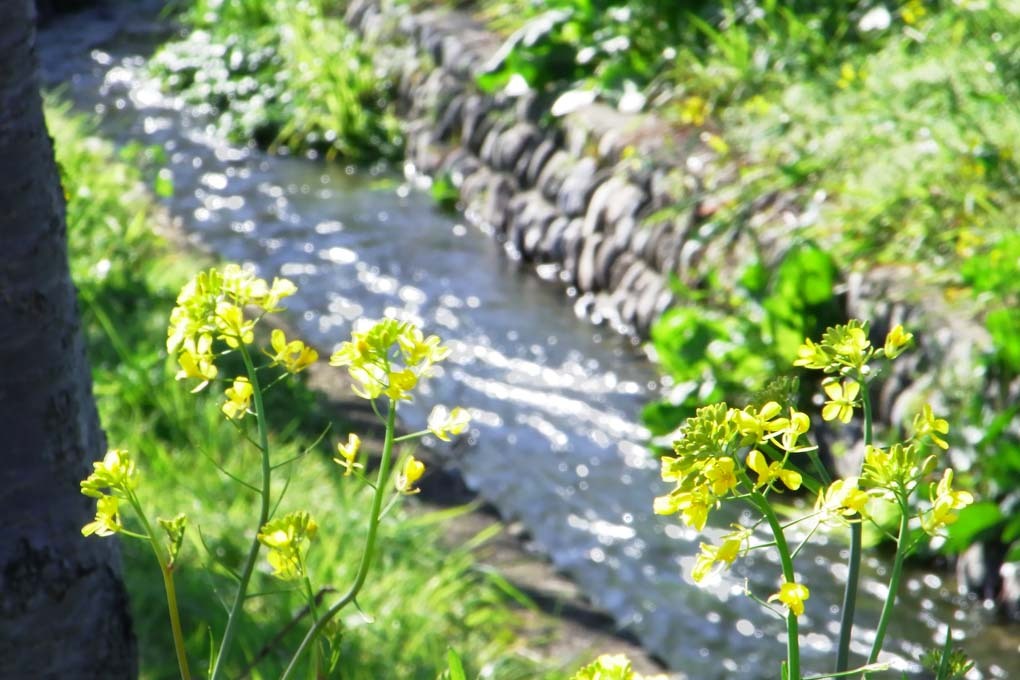 春の小川