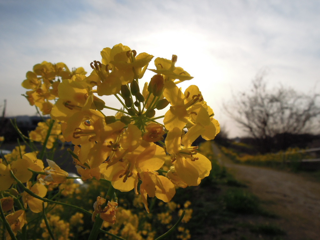 夕景の菜の花