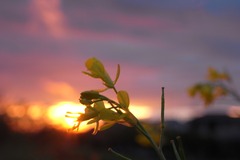 帰り道に見た夕日