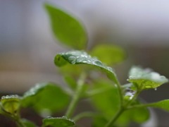 雨の日に