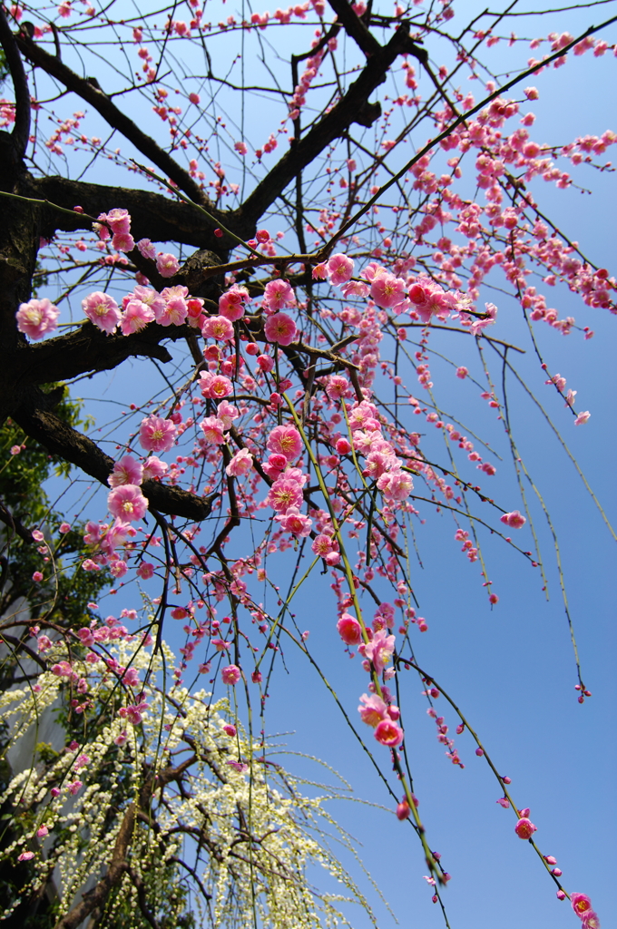 Plum Shower