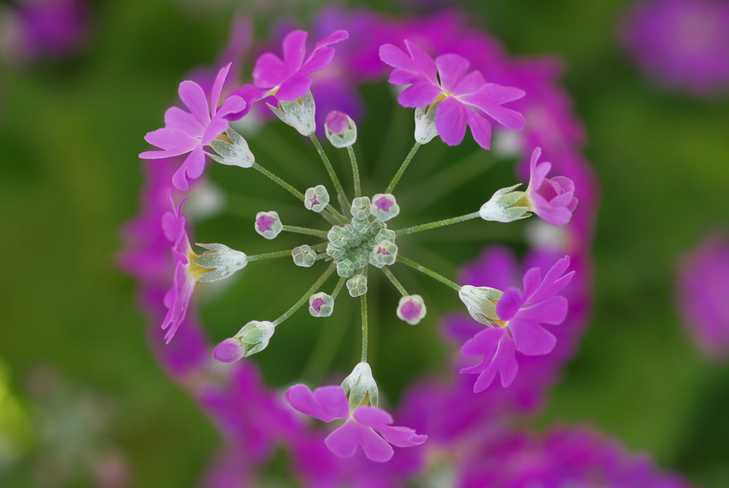 紫の花