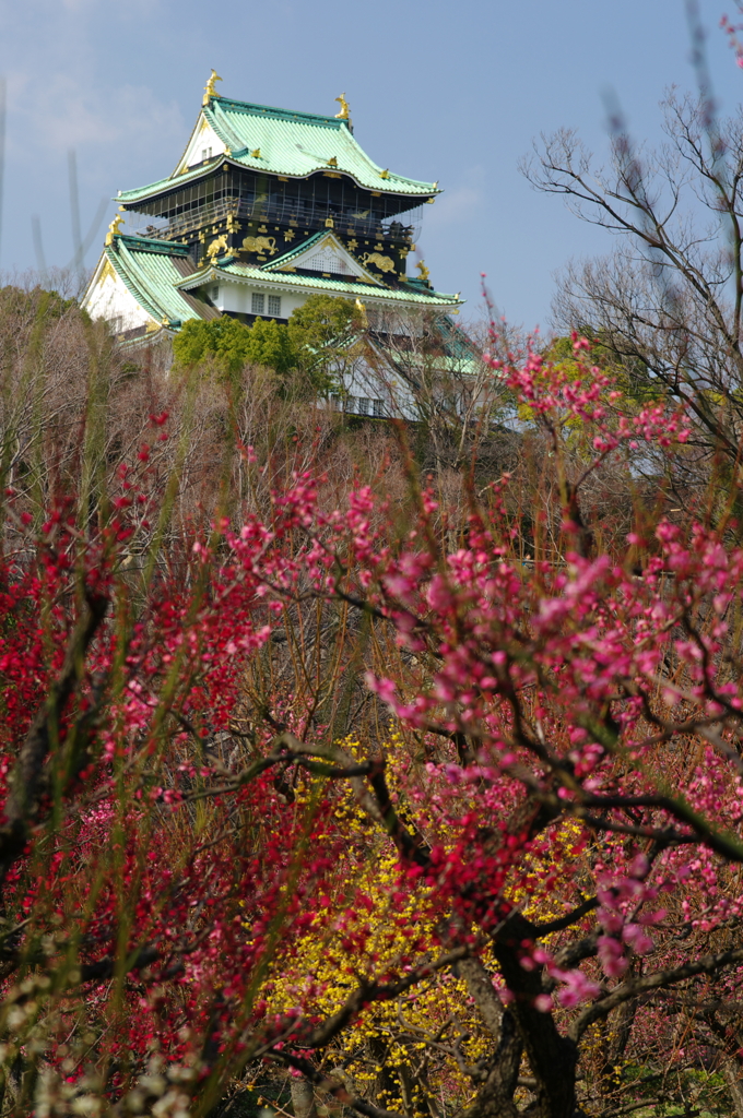 早春　大阪城（参）
