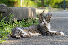 吾輩は猫である