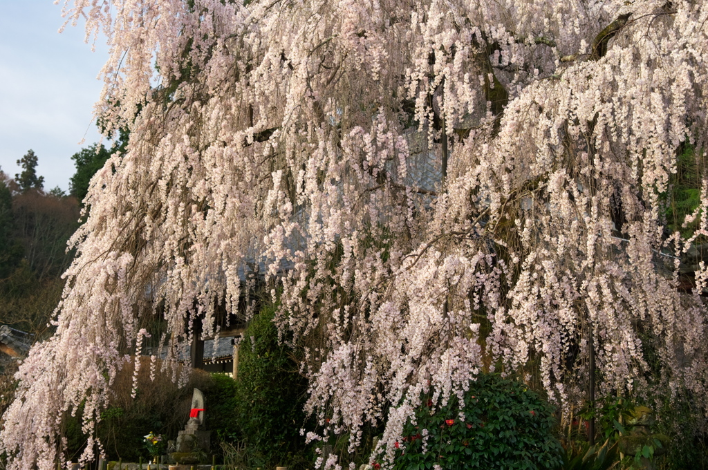 枝垂れ桜　（壱）
