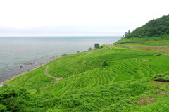 緑の棚田