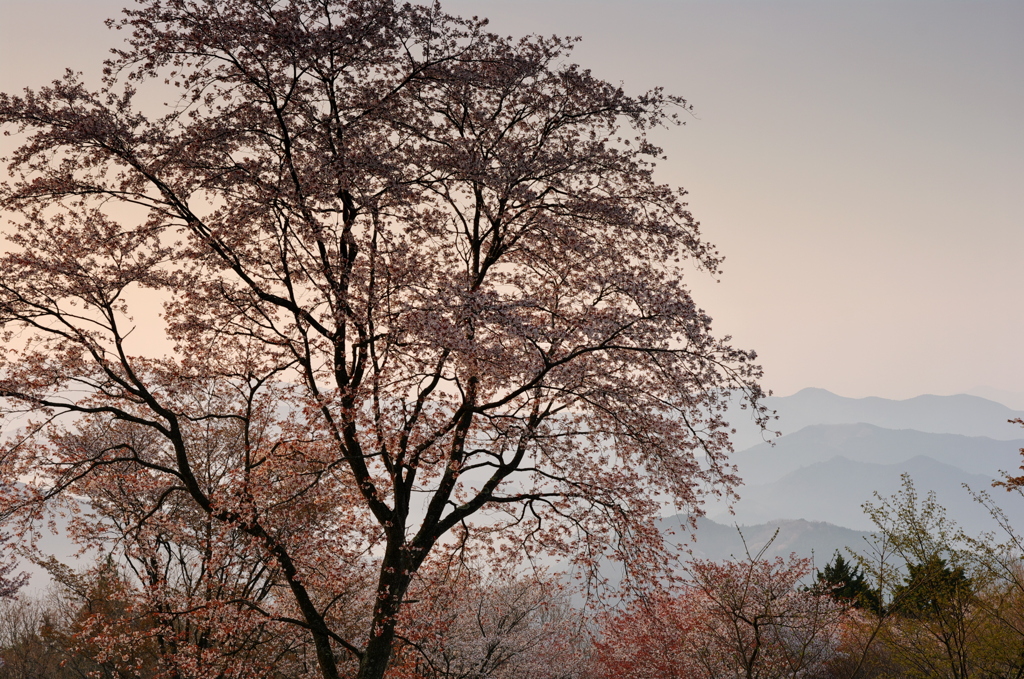 暁・山桜