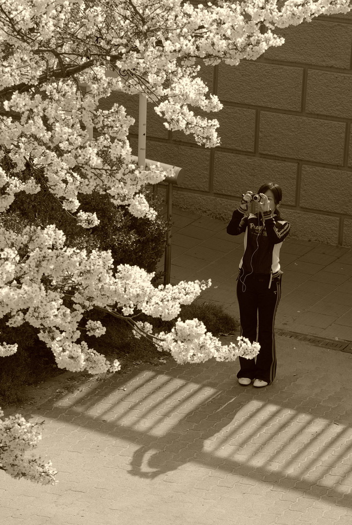 桜、撮ります♪