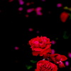 薔薇