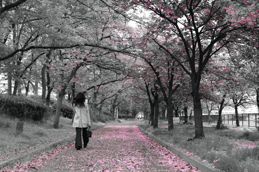 Last SAKURA ROAD