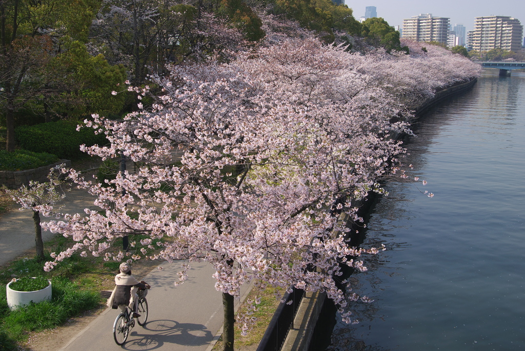 SAKURA ROAD