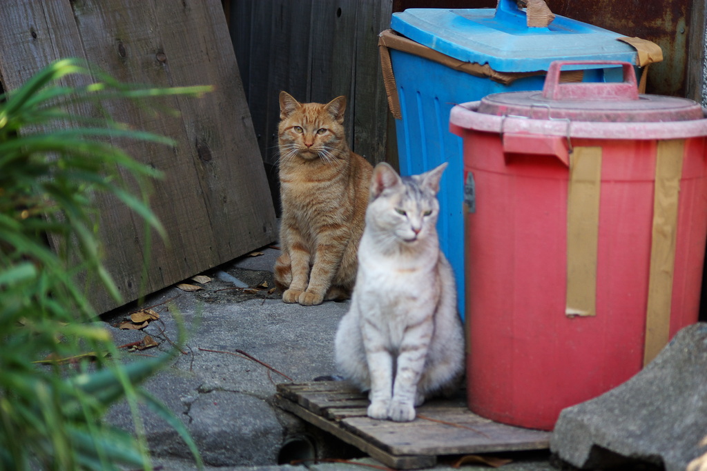 野良猫