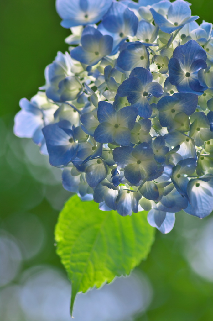 光と紫陽花