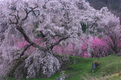 又兵衛　～桜と桃の競演～