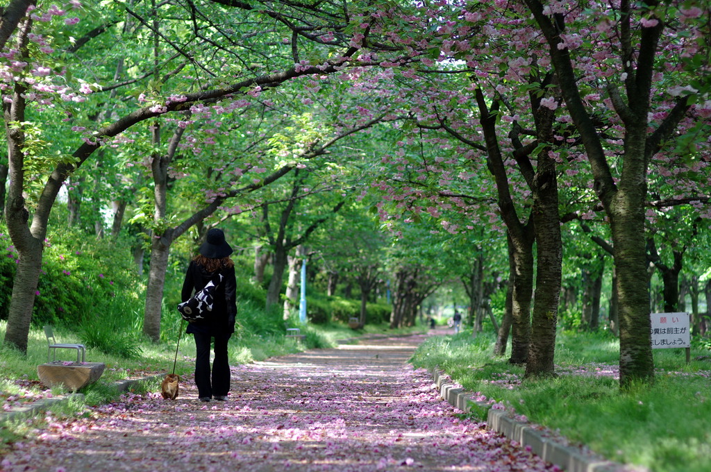 SAKURA ROAD Ⅲ