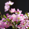 鉢植桜 Ⅱ