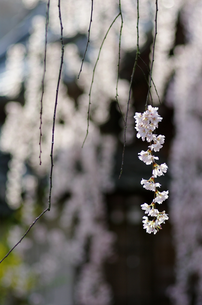 枝垂れ桜　（弐）