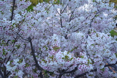 歩道橋から見た桜