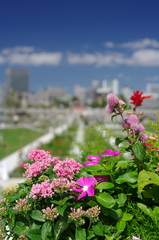 中之島公園の夏