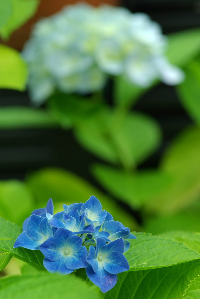 夢見る紫陽花